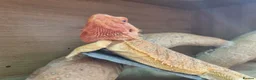 Bearded Dragon reptiles for sale: Bearded dragon and setup looking to be rehomed - Advert 4