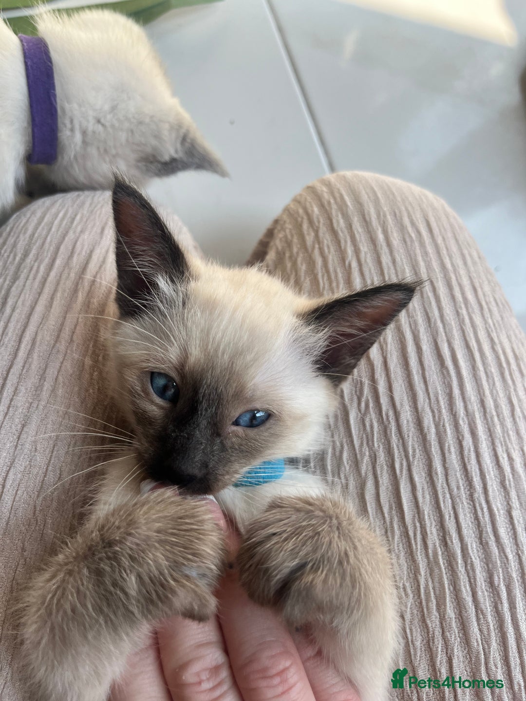 Siamese cats for sale: Human Toilet Trained! Exquisite Siamese Kittens - Image 11