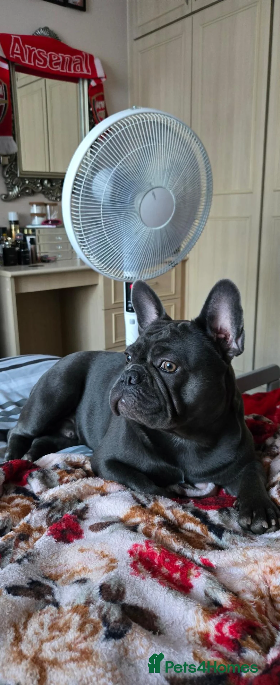French Bulldog dogs for sale: Ash.. in Southall - Advert 1