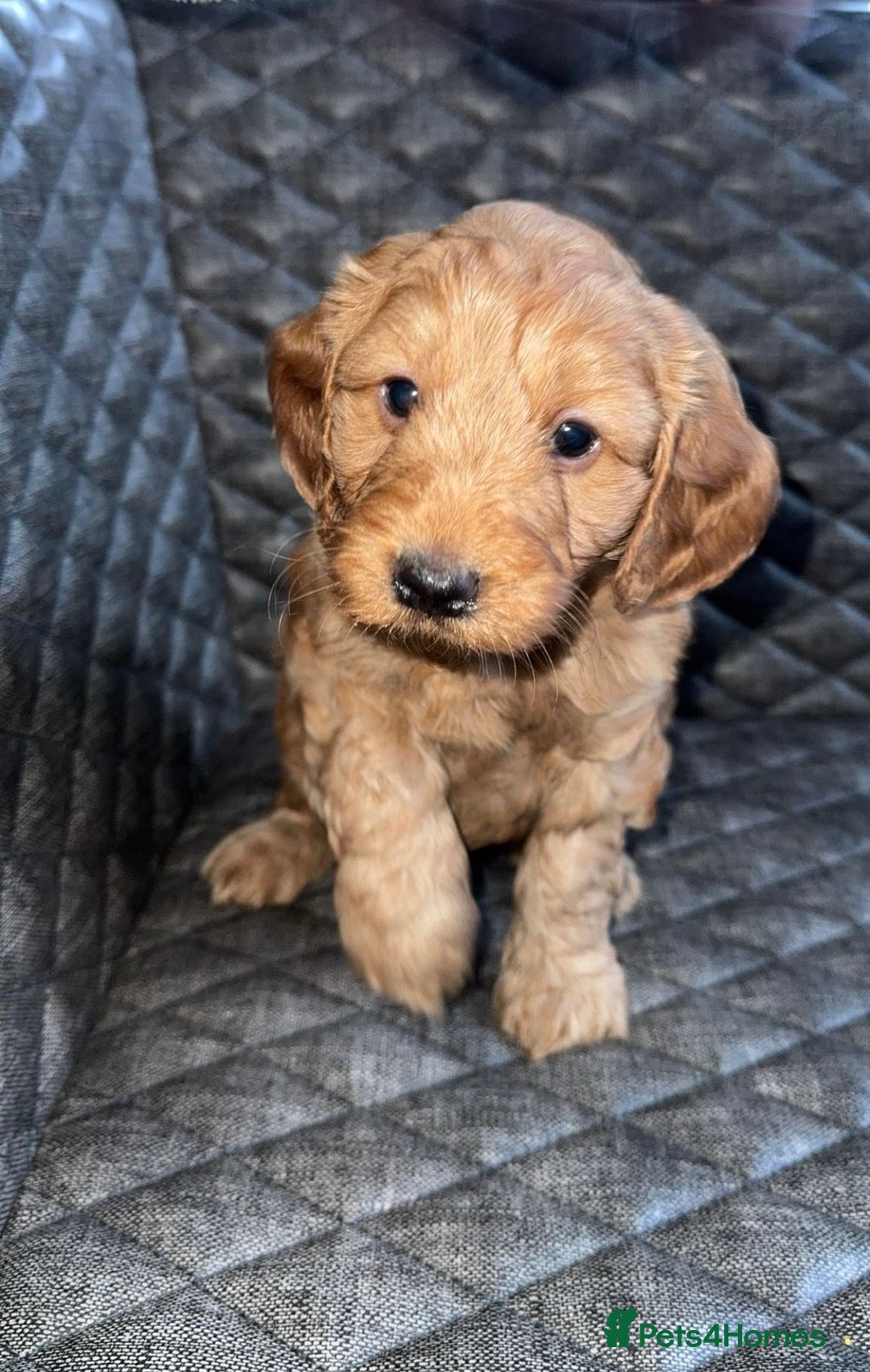 Cockapoo dogs for sale: 6 cockapoo F1 puppies seeking their forever homes - Advert 10