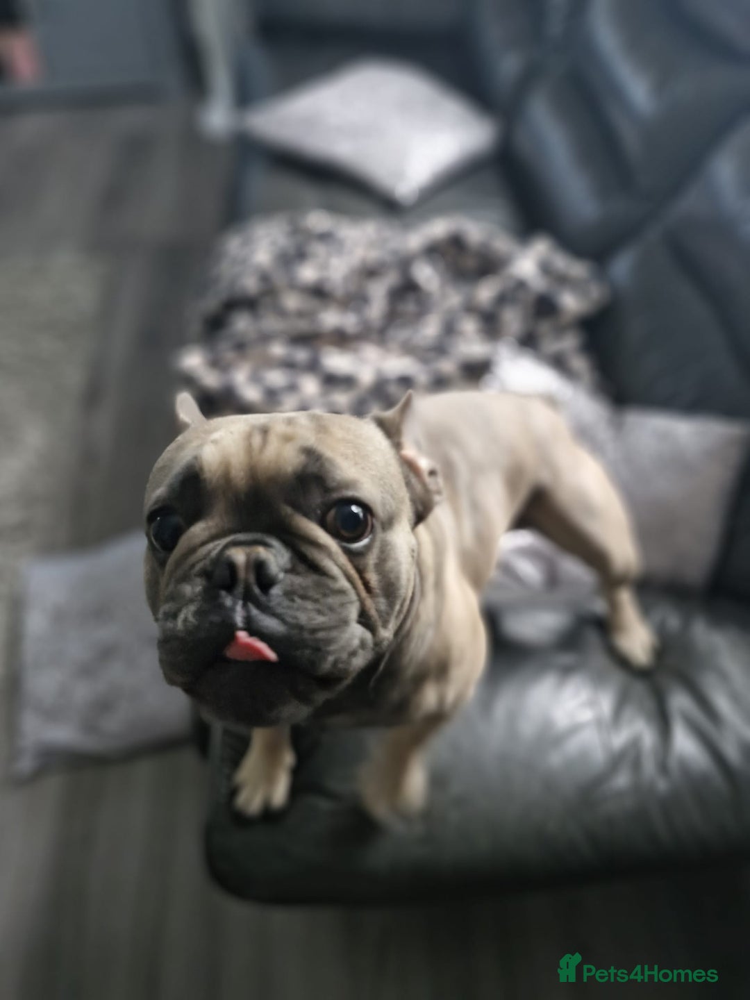 French Bulldog dogs for sale: Frank&fred - Image 2