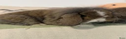 Mini Lop rabbits for sale: Gorgeous mini lop & lion lop babies (vaccinated)  in Llandysul - Advert 5