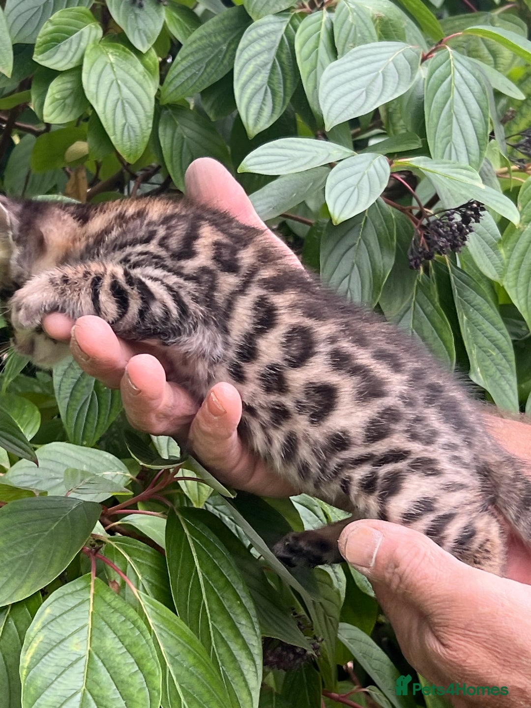 Bengal cats for sale: Tica registered baby Bengal Boys  - Image 7