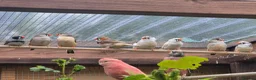 Finches birds for sale: Zebra finches - Advert 5
