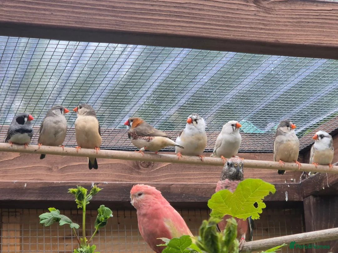 Finches birds for sale: Zebra finches - Advert 5