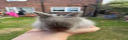 Angora rabbits for sale: Baby Angora x Lionheads Looking for new homes. - Advert 8