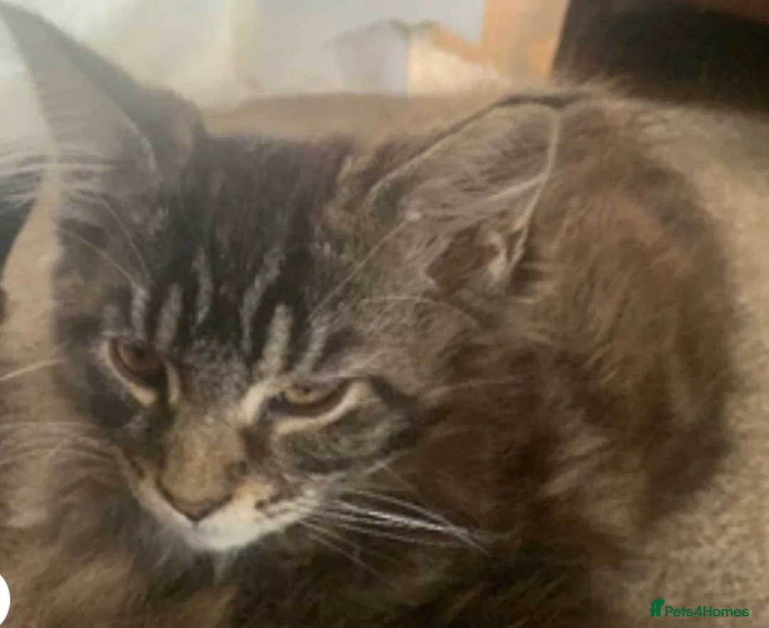Maine Coon cats for sale: Maine coon kittens for sale  - Advert 13