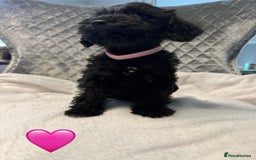 Schnoodle dogs for sale: Beautiful Schnoodle Puppies For Sale - Image 15