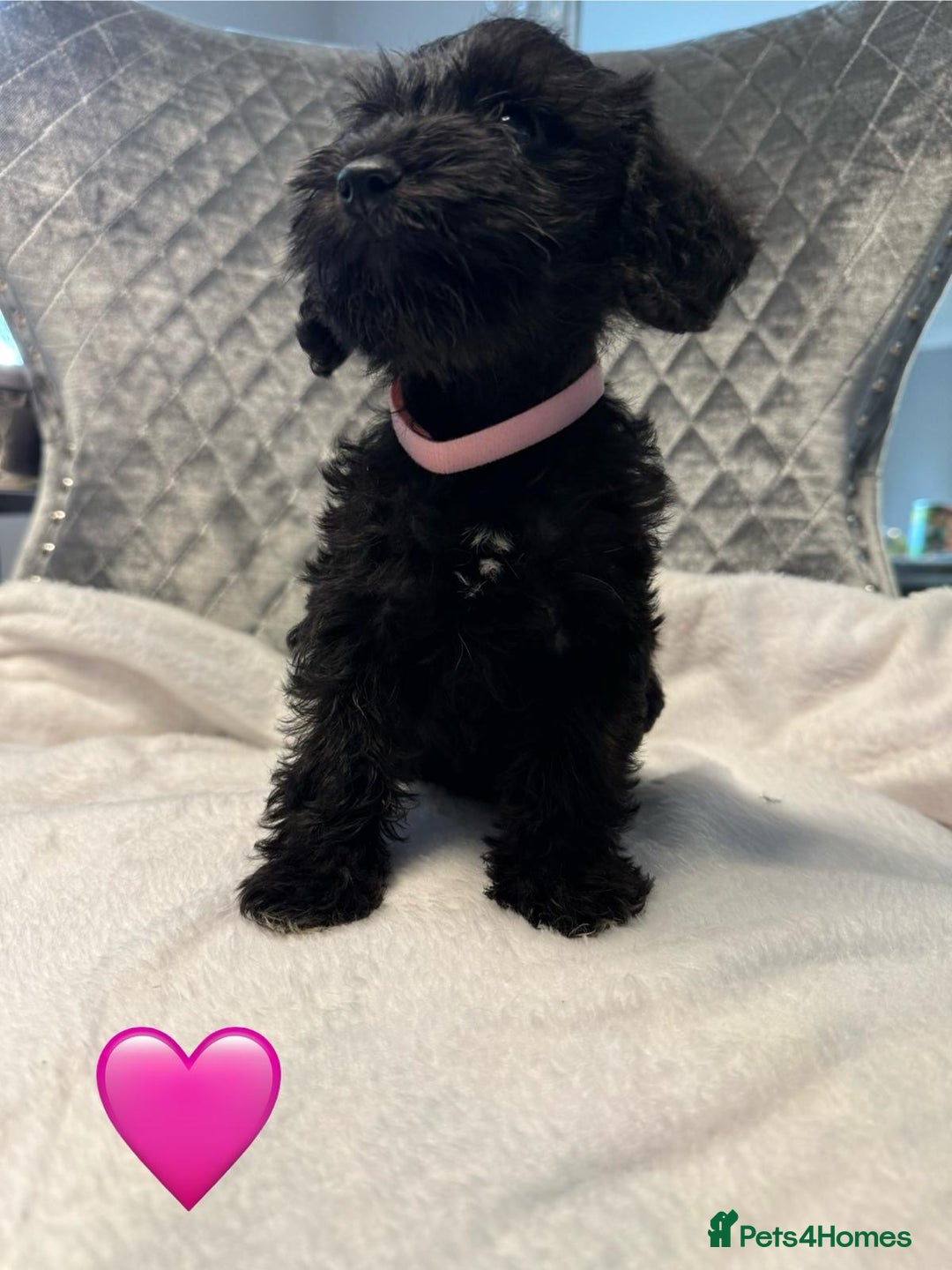 Schnoodle dogs for sale: Beautiful Schnoodle Puppies For Sale - Image 15
