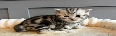 British Shorthair Kitten 2