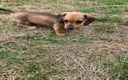 Miniature Dachshund dogs for sale: Miniature smooth haired dachshund puppies - Image 12
