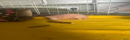 Guinea Pig rodents for sale: Male skinny pig  - Advert 5