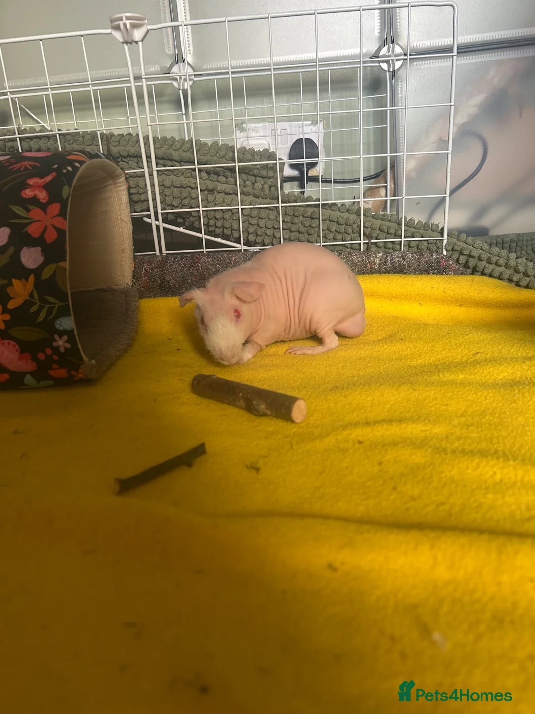 Guinea Pig rodents for sale: Male skinny pig  - Advert 5