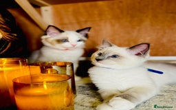Ragdoll cats for sale: QUALITY GCCF RAGDOLLS KITTENS READY NOW  - Image 4