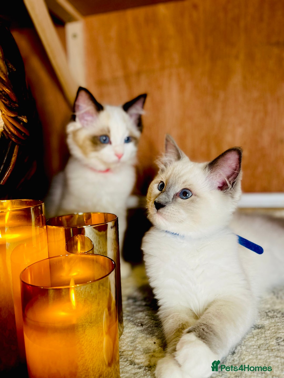 Ragdoll cats for sale: QUALITY GCCF RAGDOLLS KITTENS READY NOW  - Image 4