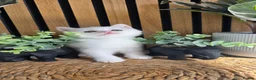 British Shorthair cats for sale: Adorable British kittens - Advert 11