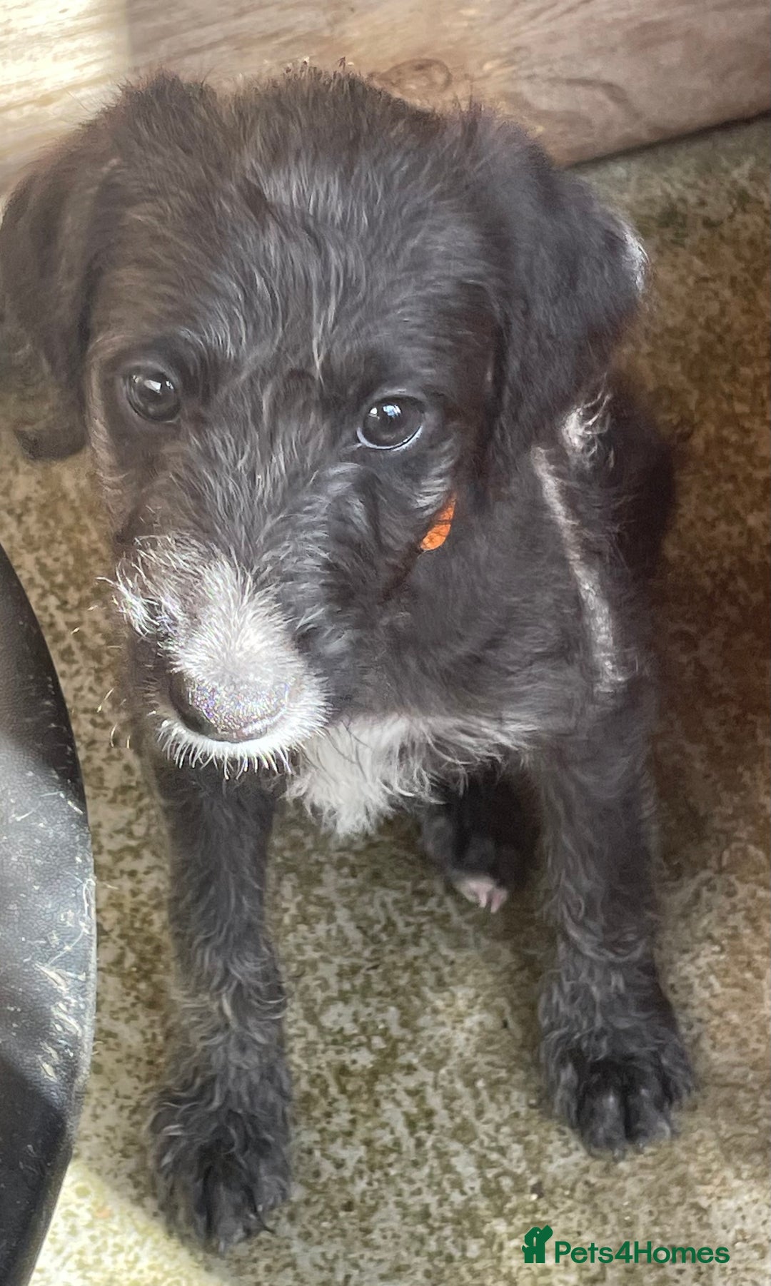 Mixed Breed dogs for sale: F1 Beddy  whippet out of KC health tested parents - Image 5