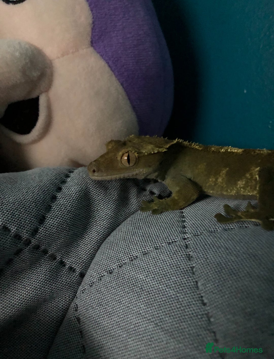 Gecko reptiles for sale: Male crested gecko with full setup - Image 5
