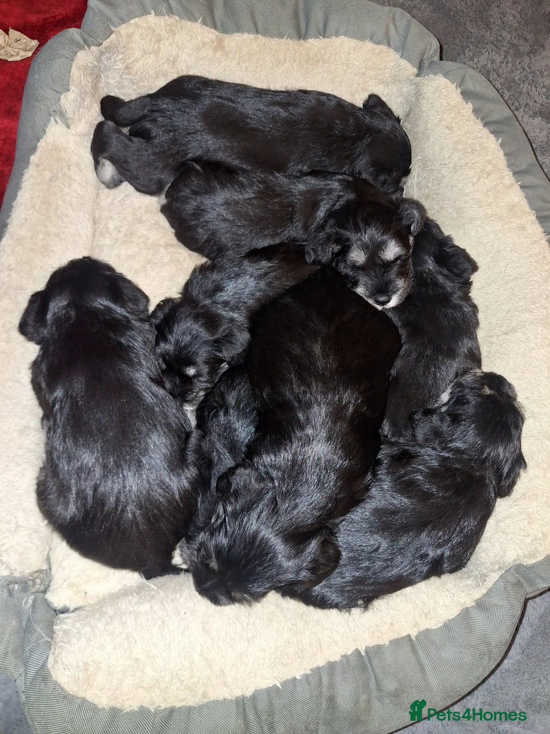 Miniature Schnauzer dogs for sale: 8 adorable miniature schnauzer puppies  - Advert 18