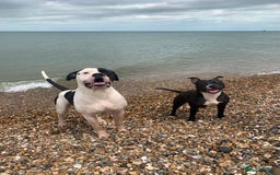 Mixed Breed dogs for sale: American bull staffs available in October  - Image 9