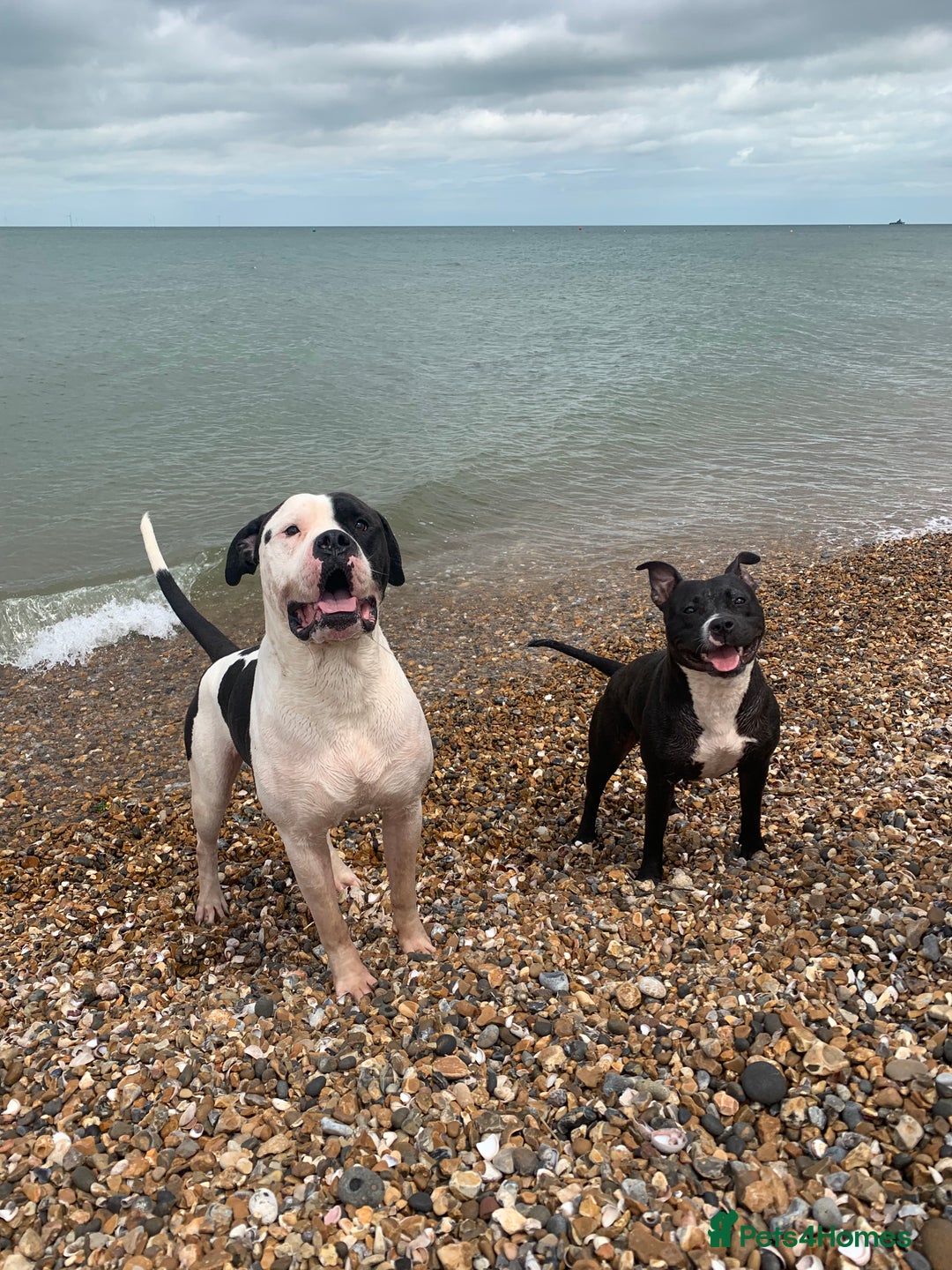 Mixed Breed dogs for sale: American bull staffs available in October  - Image 9