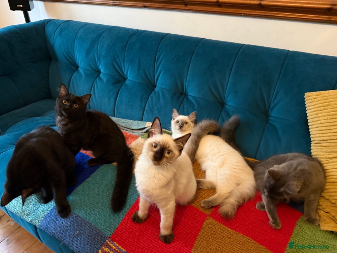 Ragdoll cats for sale: Ragdoll kittens for sale  - Image 7