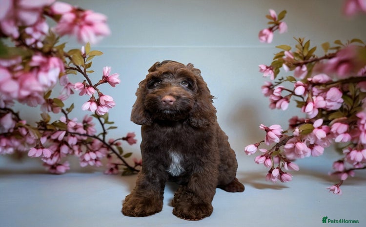 Cockapoo dogs - Advert 15