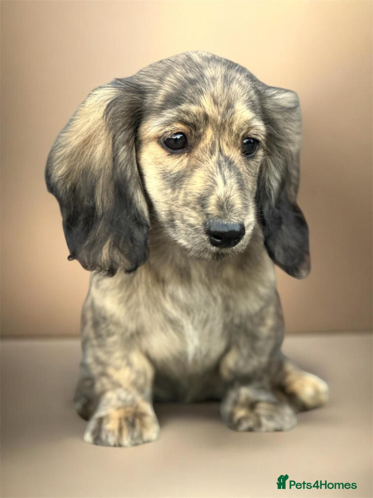 Miniature Dachshund dogs KC mini longhaired brindle dachshunds  - Advert 4