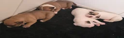 American Bulldog dogs for sale: American bull.dog puppies  in Wigan - Advert 13