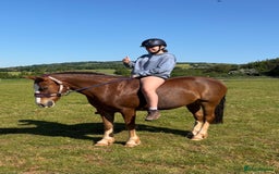 Other Breed horses for sale: 14’2 13 year old quantock hill pony mare - Image 4