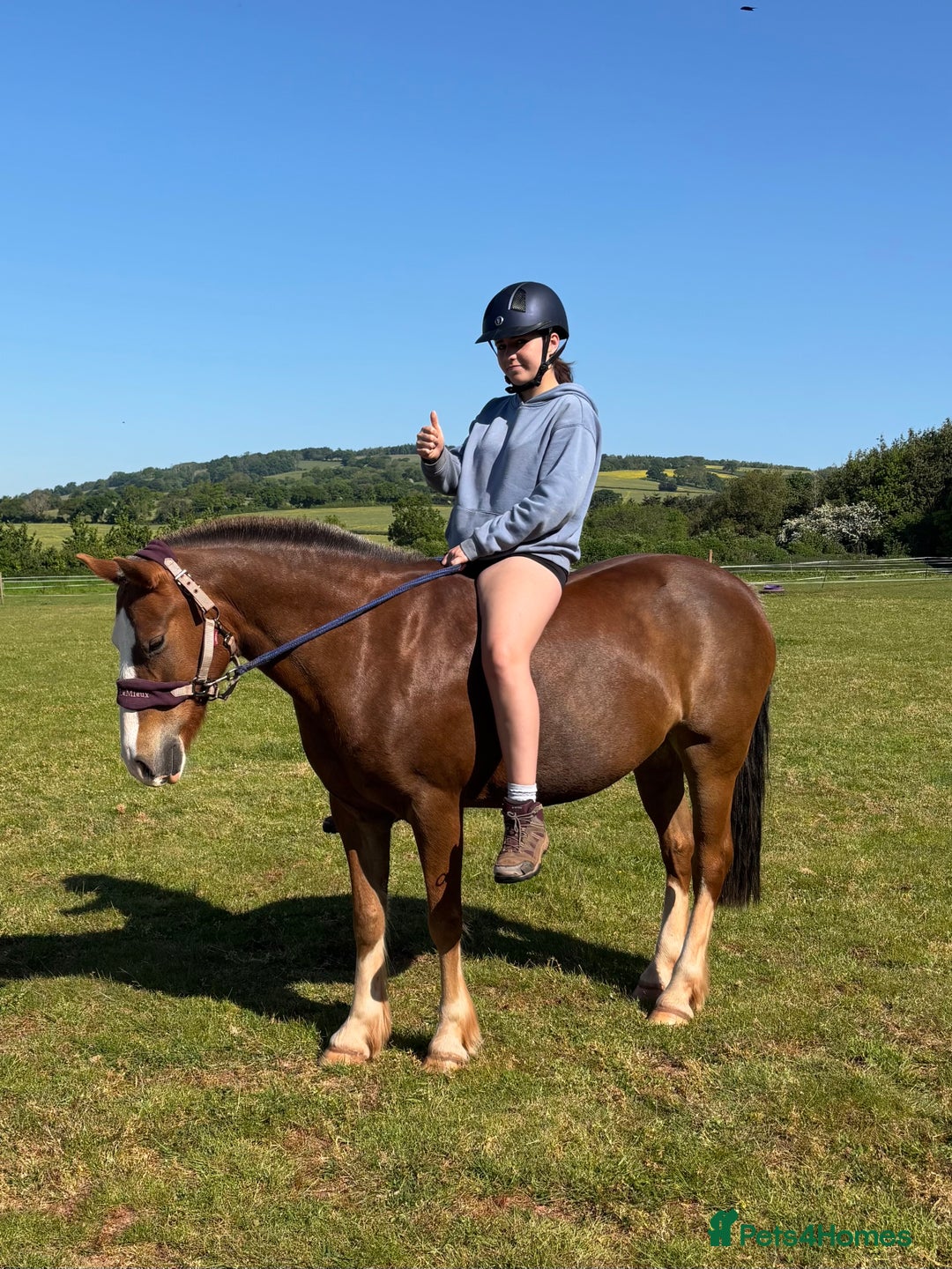 Other Breed horses for sale: 14’2 13 year old quantock hill pony mare - Image 4