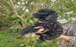 Cockapoo dogs for sale: VANASUZE SHOW TYPE F1b COCKAPOOS - Image 4