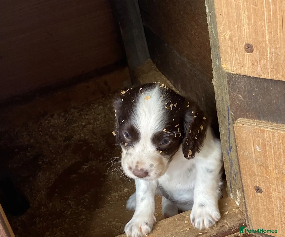 Cocker Spaniel dogs for sale: cocker spaniel puppies  - Advert 26