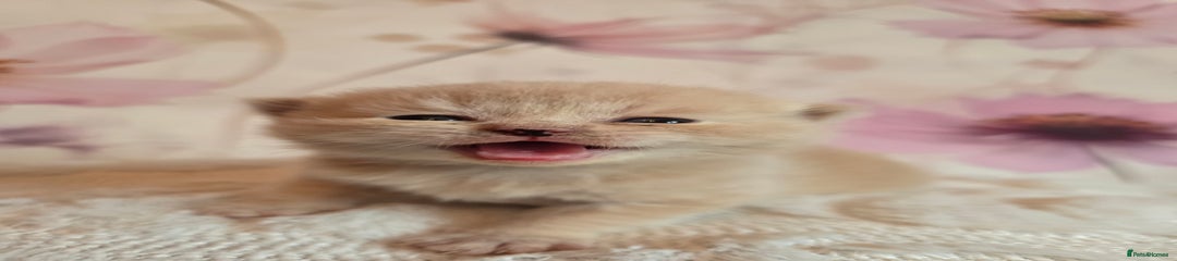 Cream boy (no collar)