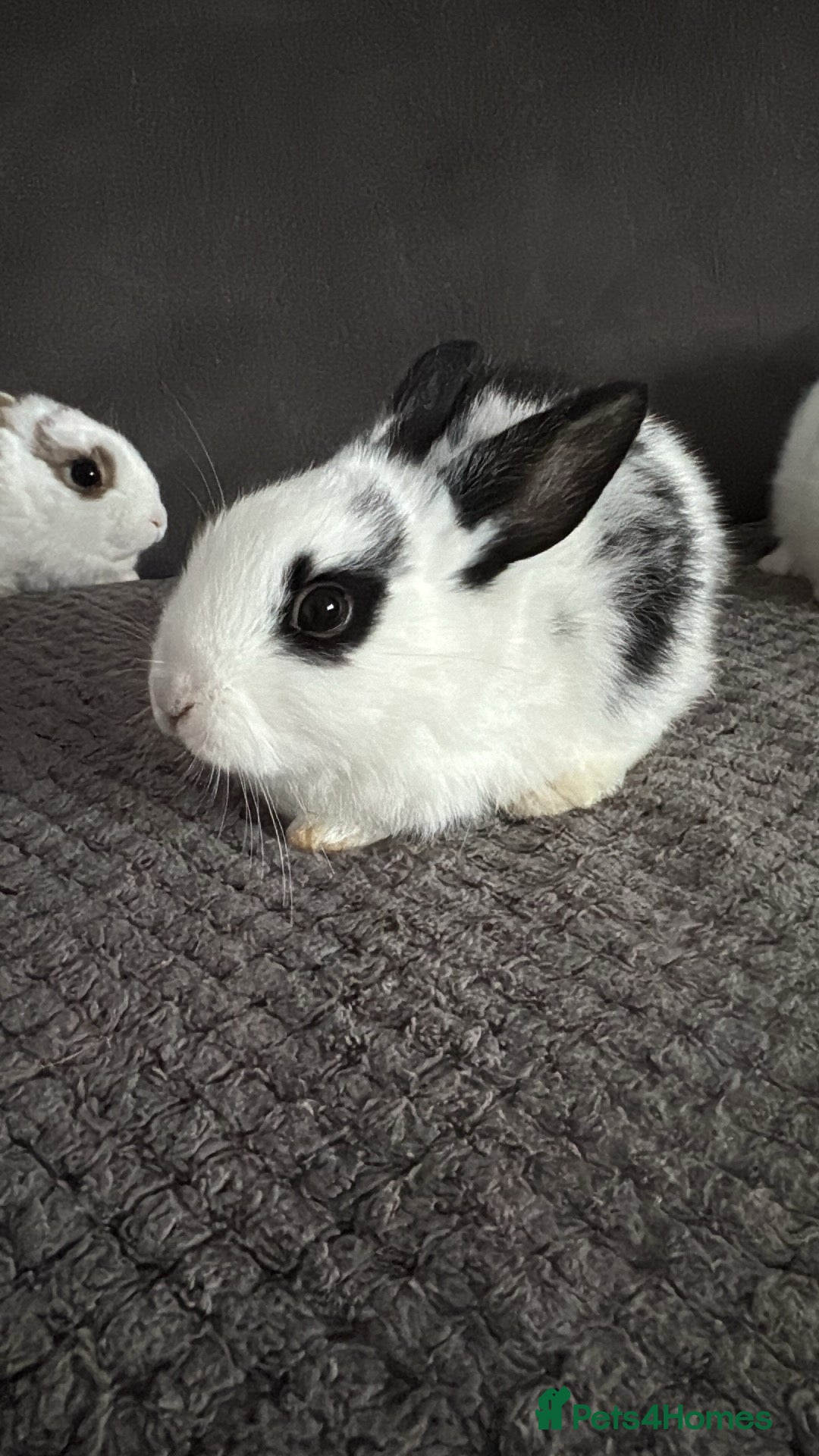Mixed Breed rabbits Rex x Lop Baby Rabbits for Sale- READY NOW -1 left - Advert 20
