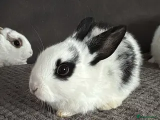 Mixed Breed rabbits Rex x Lop Baby Rabbits for Sale- READY NOW -1 left - Advert 20