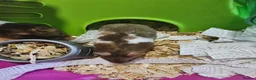 Hamster rodents for sale: Gorgeous Syrian hamsters  - Advert 6