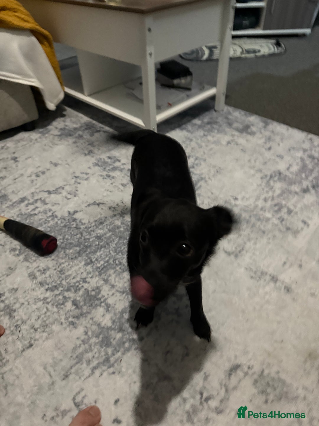 Mixed Breed dogs for sale: Xena- Scottishterrier x jackahuahua - Advert 3