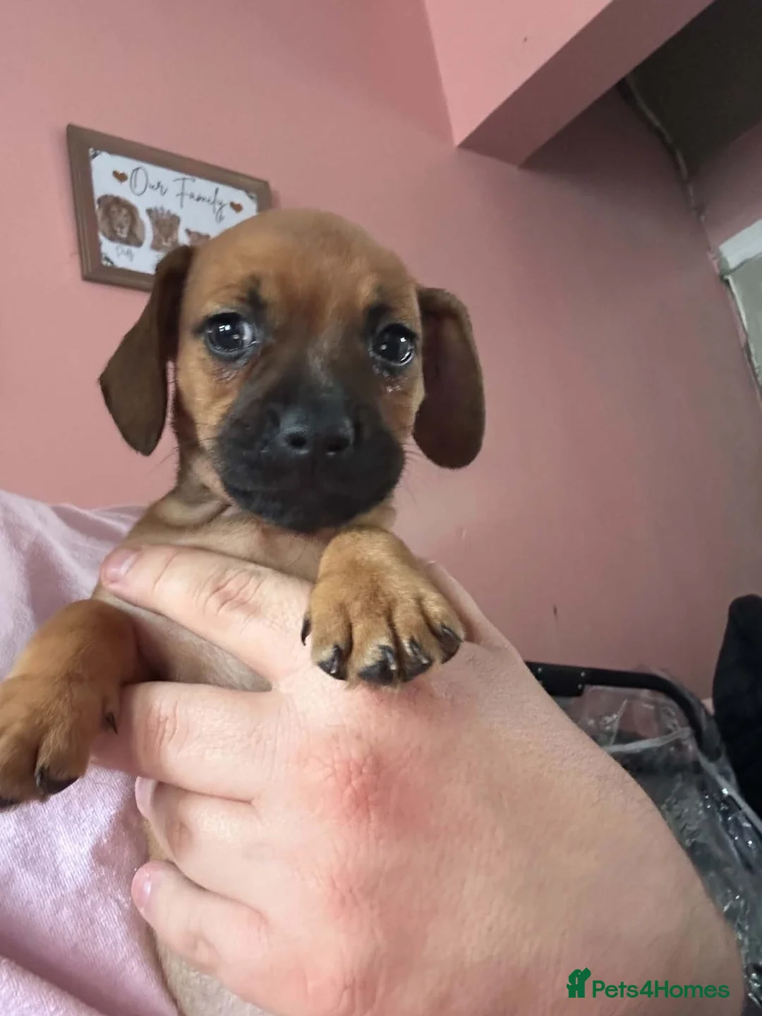 Dachshund dogs for sale: Puppy in Doncaster - Advert 1