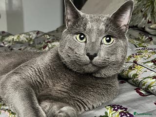 Russian Blue cats Pure Russian Blue Stud Available for Mating in Chessington - Advert 4