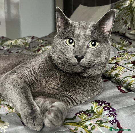 Russian Blue cats Pure Russian Blue Stud Available for Mating in Chessington - Advert 1