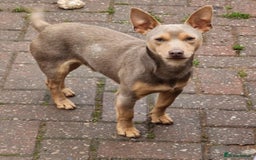 Jack Russell dogs for sale: Jack Russell's from Muchwenlock line - Image 6