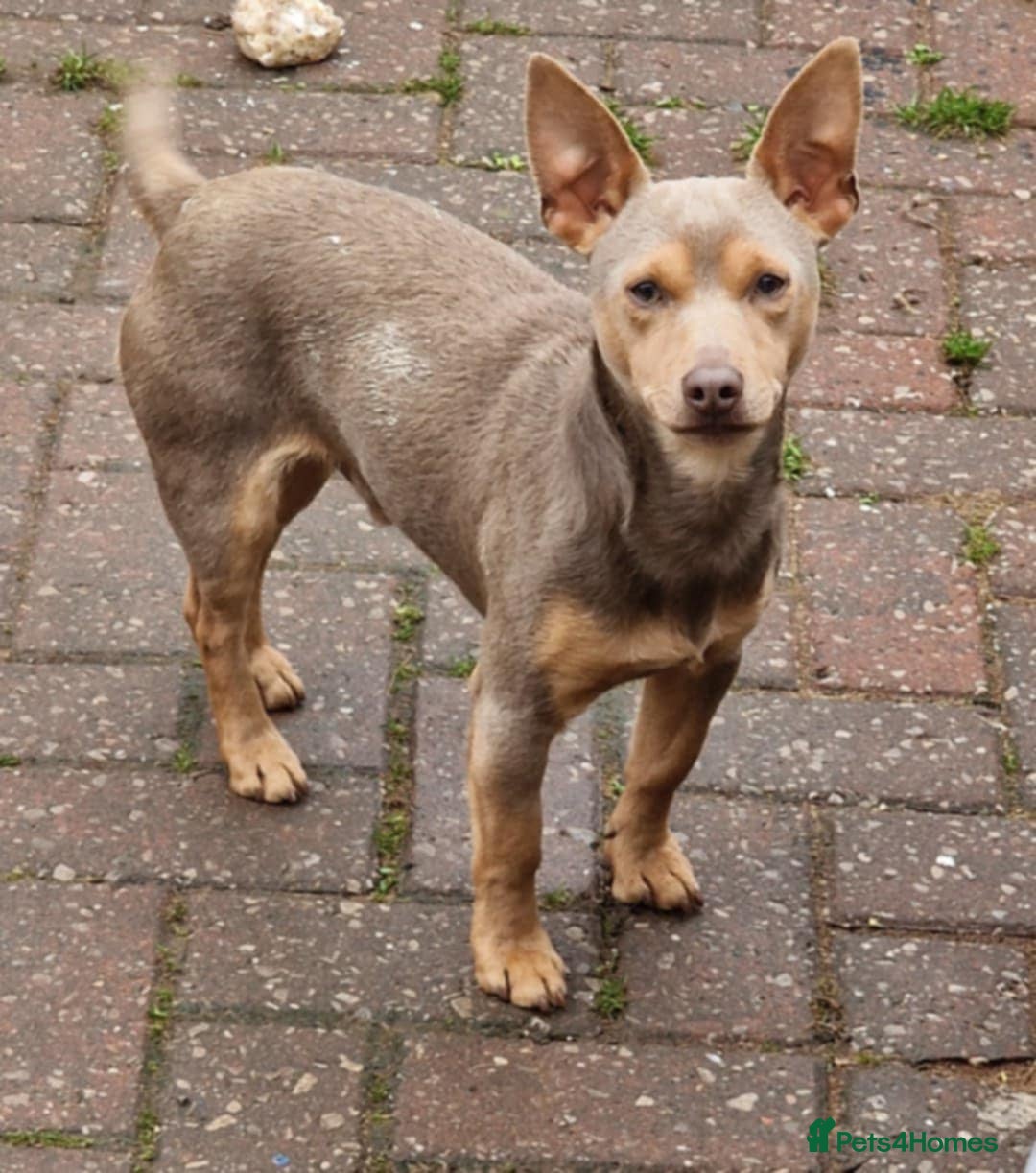 Jack Russell dogs for sale: Jack Russell's from Muchwenlock line - Image 6