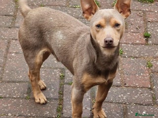 Jack Russell dogs - Advert 22