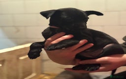 Belgian Shepherd Dog dogs for sale: Malinois Pups. Intentionally Bred as family dogs - Advert 10