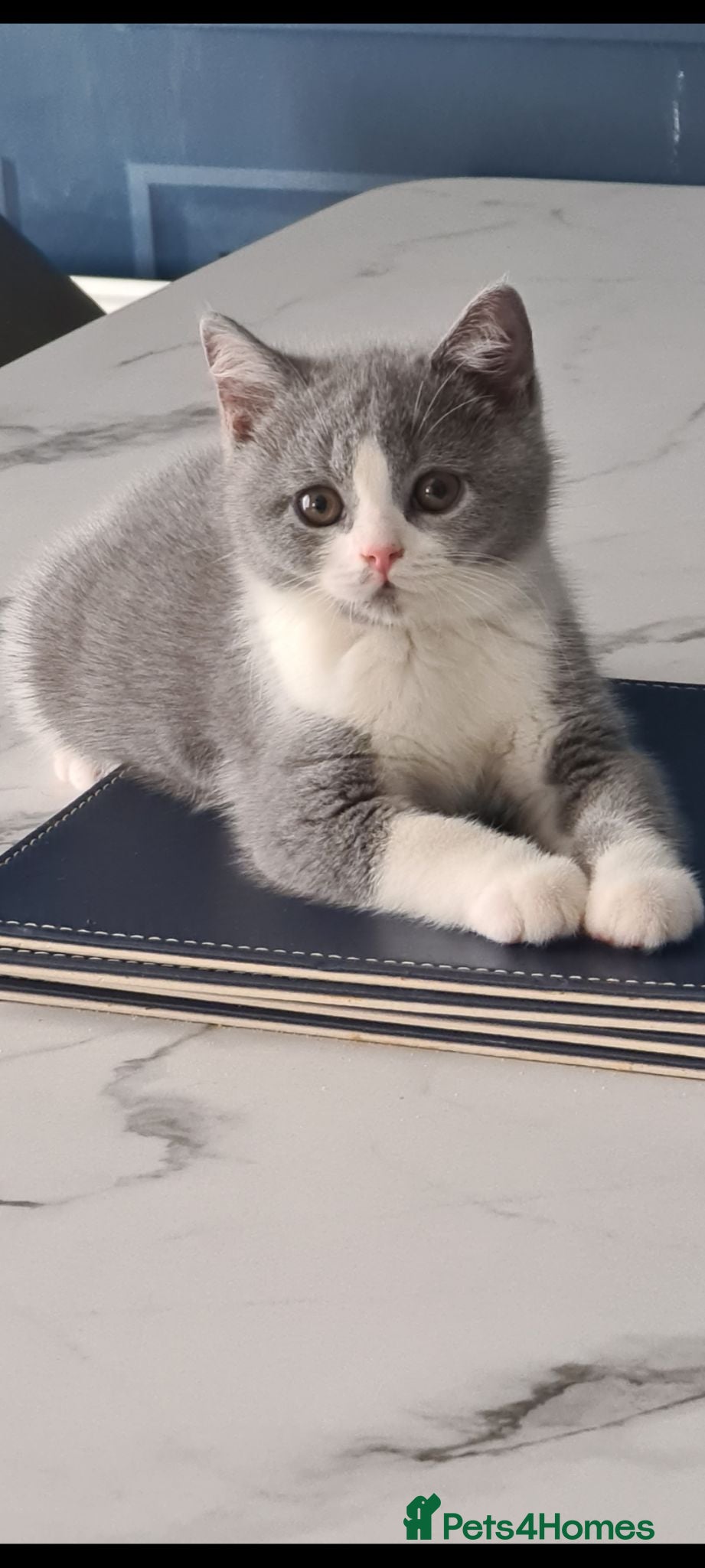British Shorthair cats *READY NOW* British shorthair kittens  - Advert 1