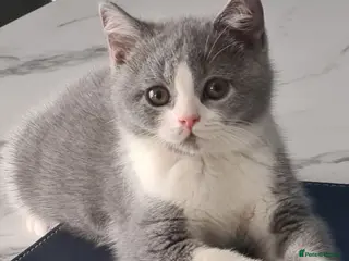 British Shorthair cats *READY NOW* British shorthair kittens - Advert 1