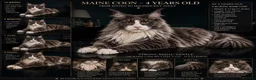 Maine Coon cats for sale: Ready to go on 13/8 XL Maine coons  - Advert 6