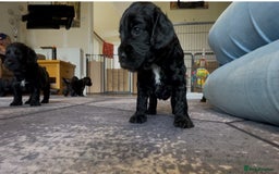 Cockapoo dogs for sale: F1 Cockerpoo pups. KC parents & health tests - Image 1