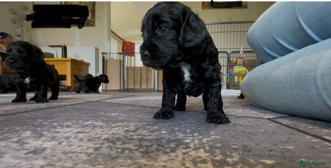 Cockapoo dogs for sale: F1 Cockerpoo pups. KC parents & health tests - Image 1